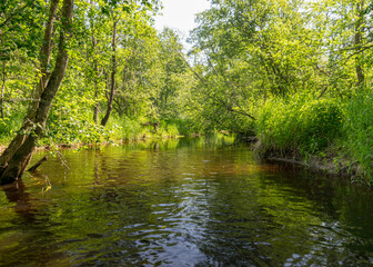 landscape with forest river reflection view, green forest river view