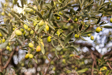 Pile of green olives on the tree during the harvesting. Lesbos. Greece.