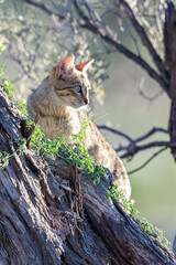 African Wildcat.