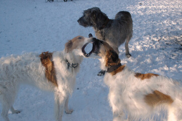 Two Borzoi having an oral disagreement with a passive wolfhound in the background