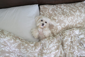 A beautiful little dog with a cute muzzle lies in the bed of its owners under a blanket