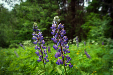 Purple and pink garden lupin wildflowers afternoon