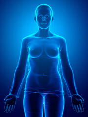 3d rendered illustration of the female body