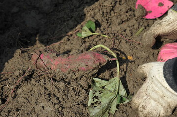 子どもたちのサツマイモ掘り収穫体験