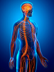 3d rendered medically accurate illustration of a male nervous system