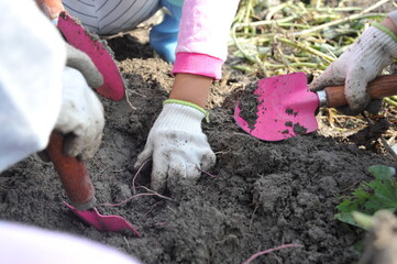 子どもたちのサツマイモ掘り収穫体験