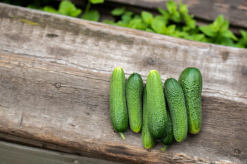 Several green cucumbers on gray wooden background. Harvest concept. Top view.
