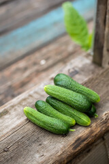 Several green cucumbers on gray wooden background. Harvest concept. Top view.