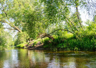 summer landscape with a small forest river, beautiful reflections in the water, summer wild river reflection landscape.