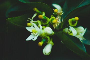 Obraz premium white orchid flower