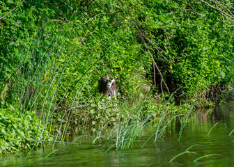 summer landscape with a small goat on the river bank, a goat looking at a passing boat