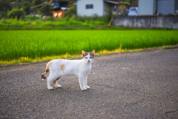 里山を歩く野良猫	