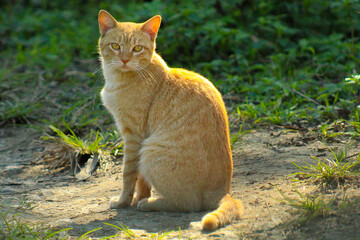 cat on the grass