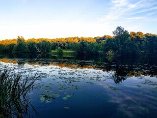 autumn in the forest