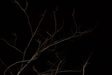 Abstract dry branches in the night