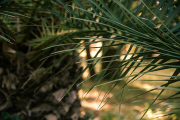 The leaf of date palm
