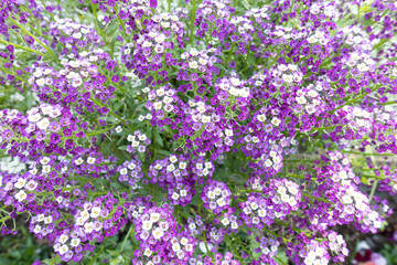 Fototapeta premium 紫の小さな花 Small Purple Flower