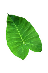 Fototapeta na wymiar Large heart shaped green leaves of Elephant ear or taro (Colocasia species) the tropical foliage plant isolated on white background, clipping path included,