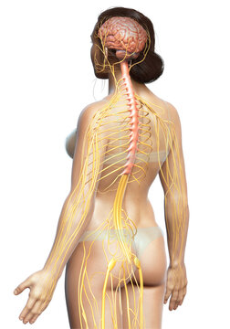 3d rendered medically accurate illustration of a female nervous system