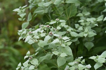Short toothed mountain mint (Pycnanthemum miticum)