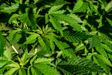 Hemp plant