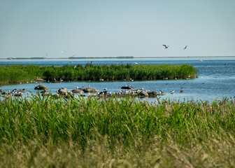 view of the bay, green reeds, lots of rocks, good bird nesting places, Saaremaa, Estonia