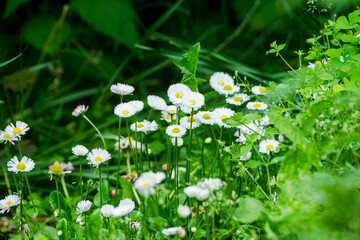 Blooming daisys flower in the garden. Selective focus. Shallow depth of field. 