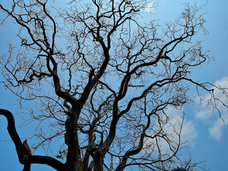 Fototapeta na wymiar Dead tree with blue sky in the background