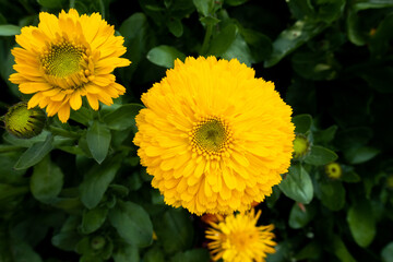 黄色い花　Yellow Flower
