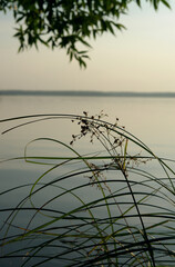 Arches of graceful green leaves and flowers of sedge 'wood club-rush' (Scirpus sylvaticus) on the gray background of river, close up. Abstract background of green aquatic deergrass or grassweed © prambuwesas