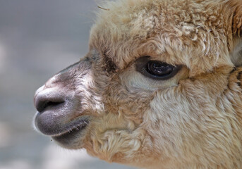 Fluffy brown alpaca head