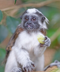 Black and white color small monkey Oedipus Tamarin