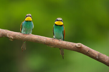 Fototapeta na wymiar European Bee-Eater - Merops Apiaster on a branch , exotic colorful migratory bird