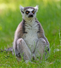 Ring tailed lemur (Lemur catta)