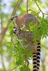 Ring tailed lemur (Lemur catta)