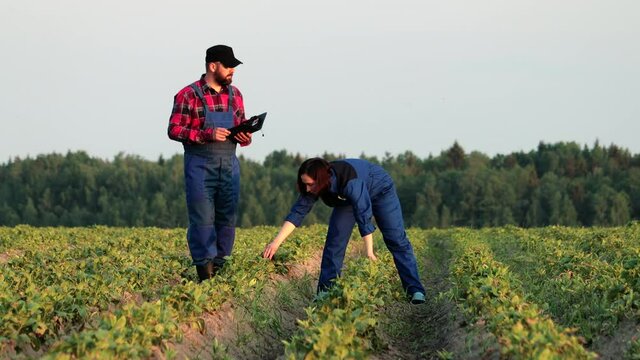 Two agronomists check the growth rate of potatoes on an eco-farm, make a trial analysis in a tablet, measure seedlings with a tape measure. The concept of the environment, water, natural products