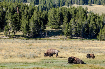 Bison (Bison bison) in Yellowstone National Park, USA
