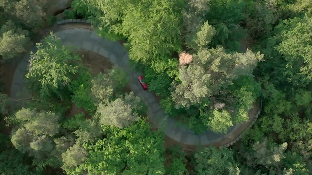 Red car driving s-shaped curve road between trees, top down aerial view
