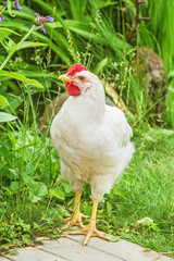 White chicken on path