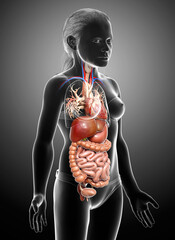 3d rendered medically accurate illustration of young girl Digestive System