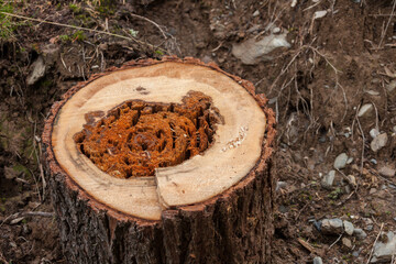 cut pine tree inside an Italian forest. Cross section of a young pine tree