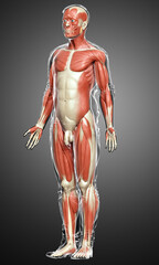 3d rendered medically accurate illustration of a male muscle system