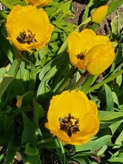 yellow flowers in the garden