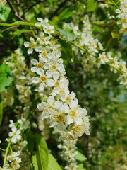 blossoming bird cherry tree