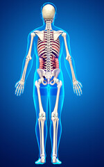 3d rendered medically accurate illustration of male  Internal organs and skeleton system