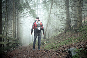 Fototapeta na wymiar a man walking alone inside a forest in a foggy day