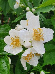 white flowers in the garden
