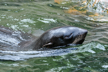 Northern Fur Seal (Callorhinus ursinus)