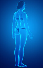 3d rendered illustration of the female body