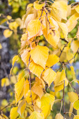 Sunny background of autumn leaves. Leaves of trees in the autumn season. Vertical natural background.